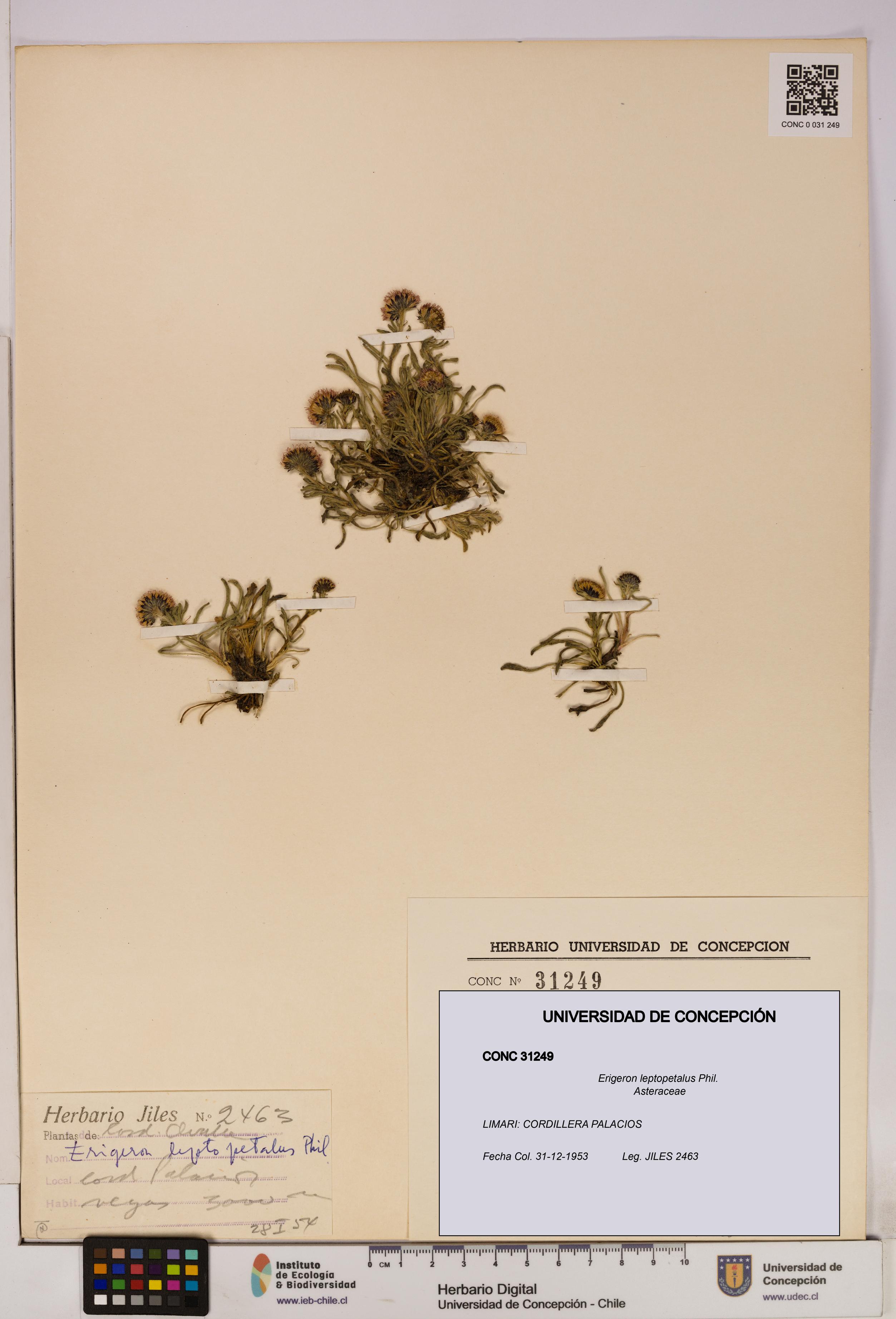 Erigeron leptopetalus [Espécimen: UDEC:CONC:0031249]