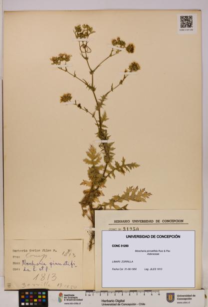 Moscharia pinnatifida [Espécimen: UDEC:CONC:0031250]