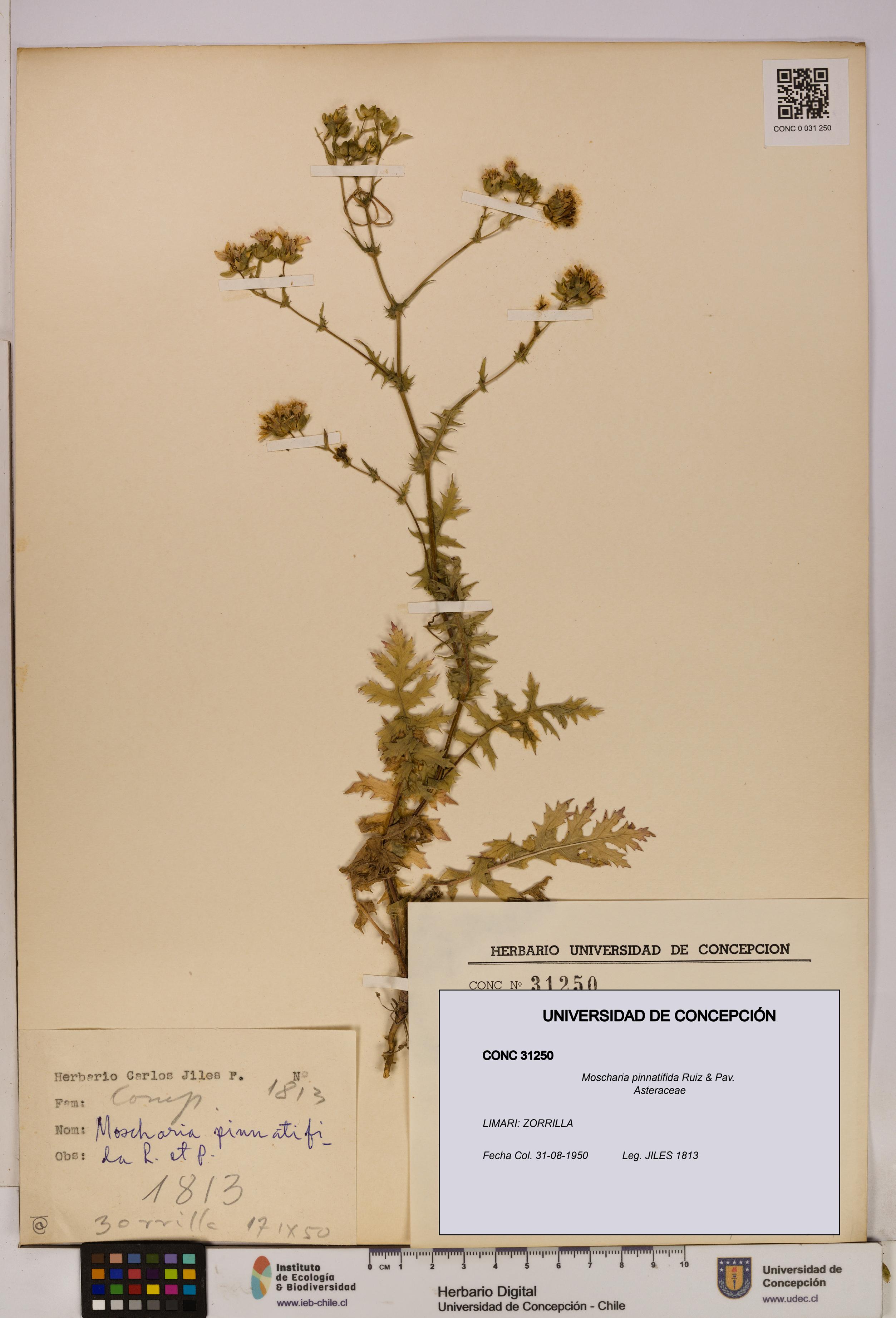 Moscharia pinnatifida [Espécimen: UDEC:CONC:0031250]