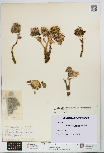 Chaetanthera lanata [Espécimen: UDEC:CONC:0031251]