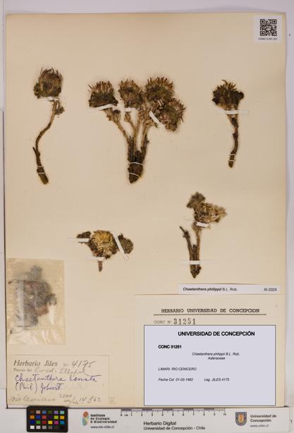 Chaetanthera philippii [Espécimen: UDEC:CONC:0031251]