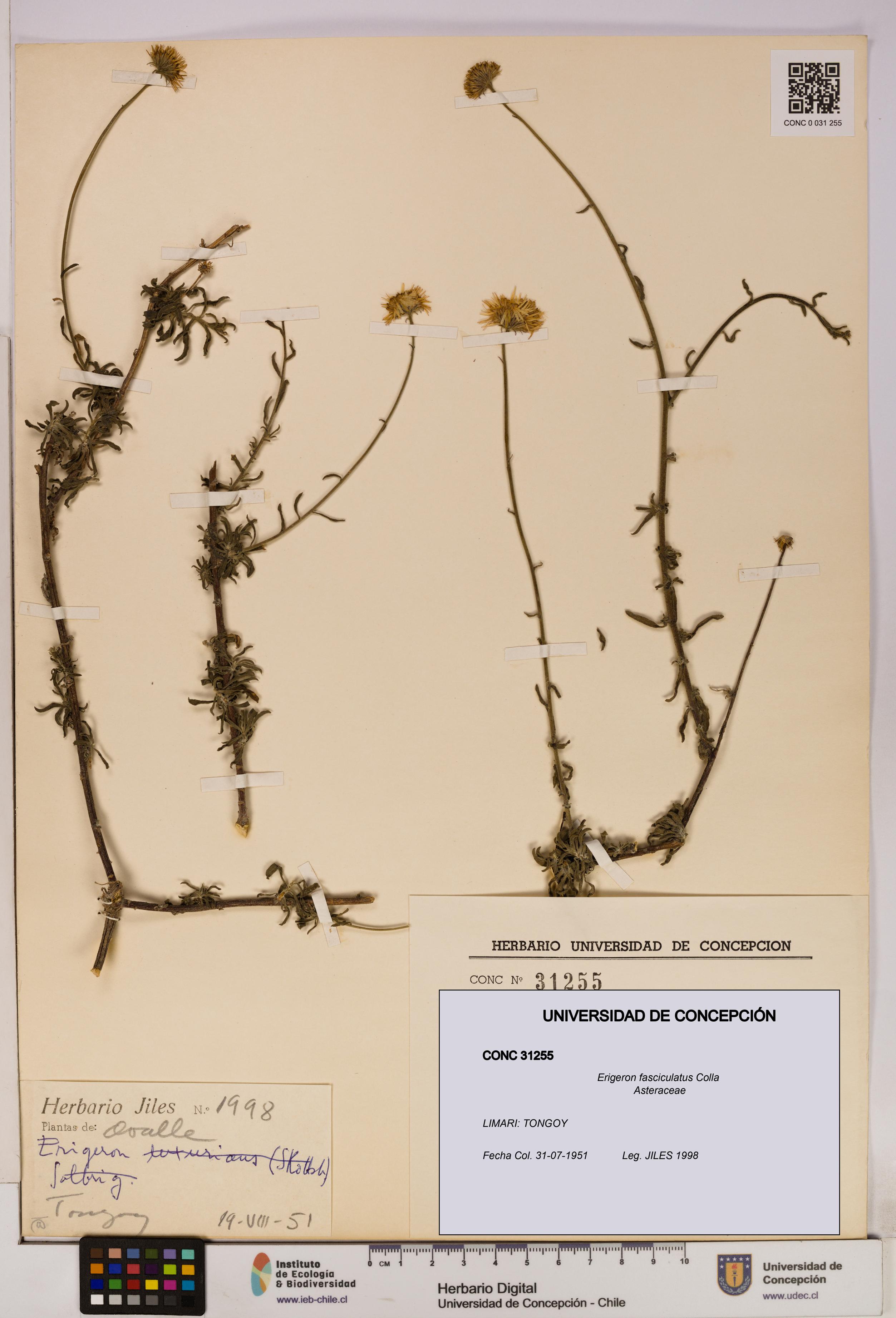 Erigeron fasciculatus [Espécimen: UDEC:CONC:0031255]