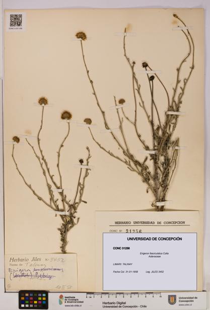 Erigeron fasciculatus [Espécimen: UDEC:CONC:0031256]