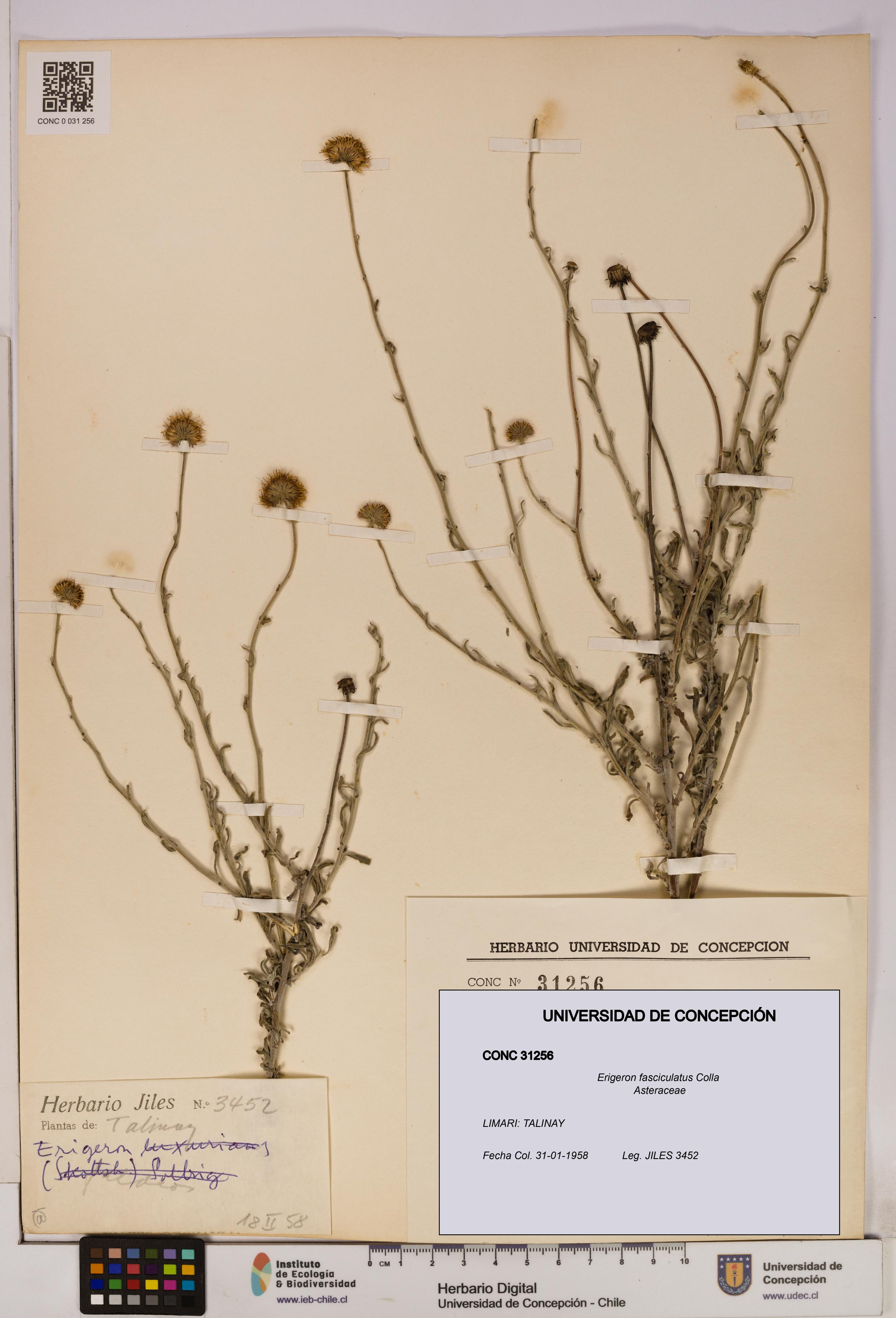 Erigeron fasciculatus [Espécimen: UDEC:CONC:0031256]