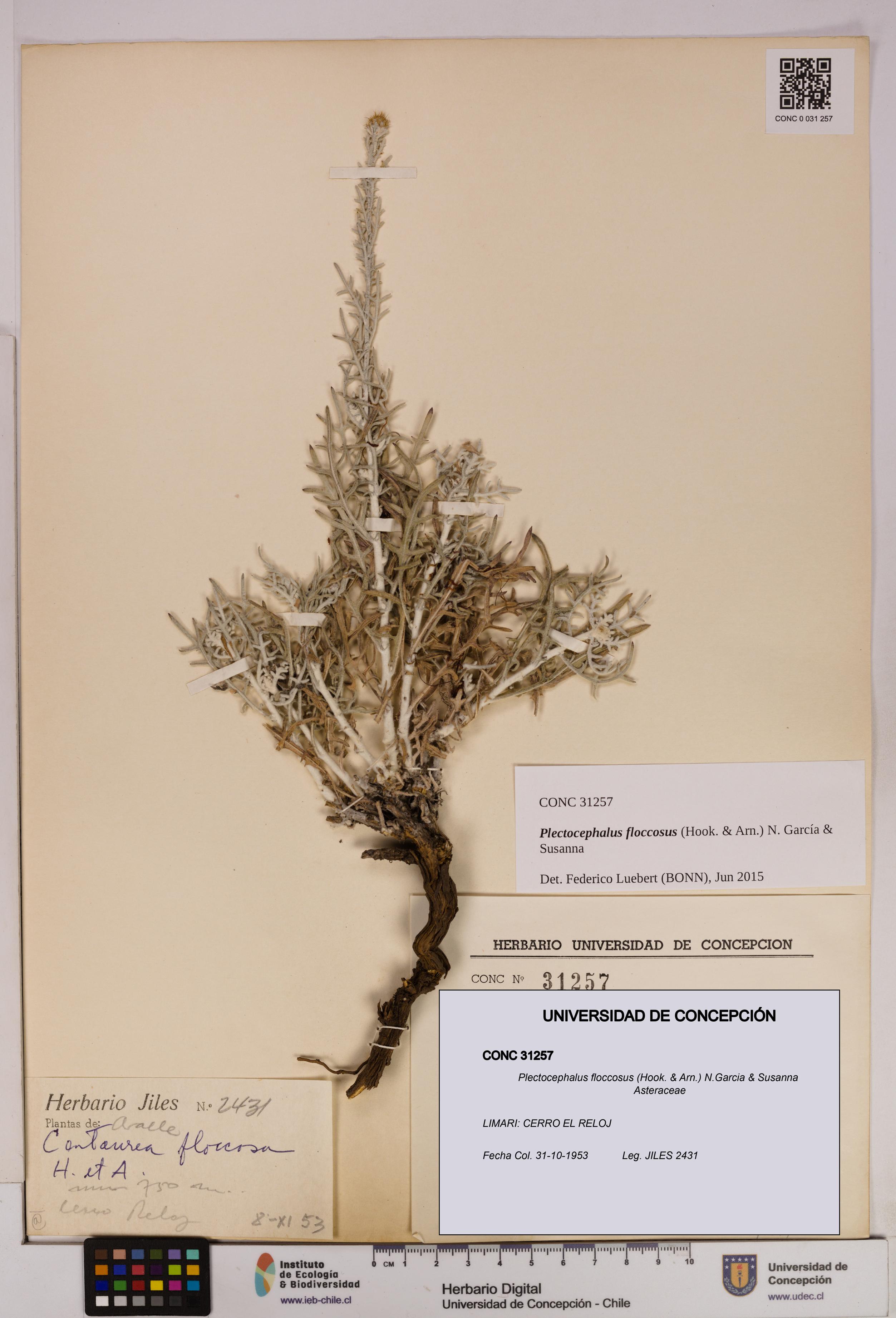 Plectocephalus floccosus [Espécimen: UDEC:CONC:0031257]
