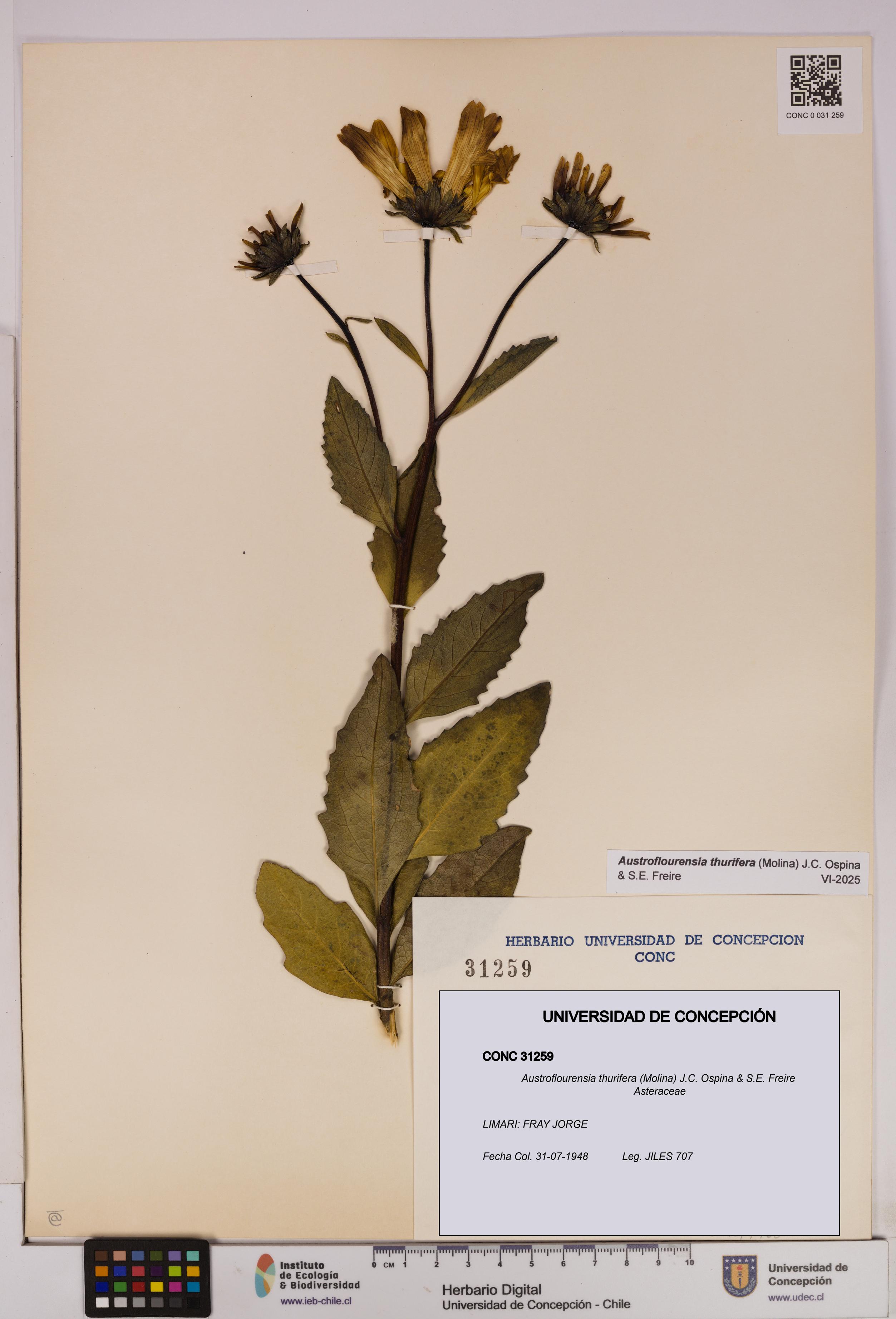 Austroflourensia thurifera [Espécimen: UDEC:CONC:0031259]