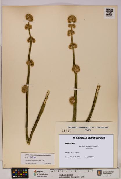 Baccharis sagittalis [Espécimen: UDEC:CONC:0031260]