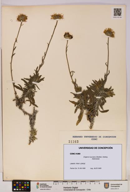 Erigeron luxurians [Espécimen: UDEC:CONC:0031263]
