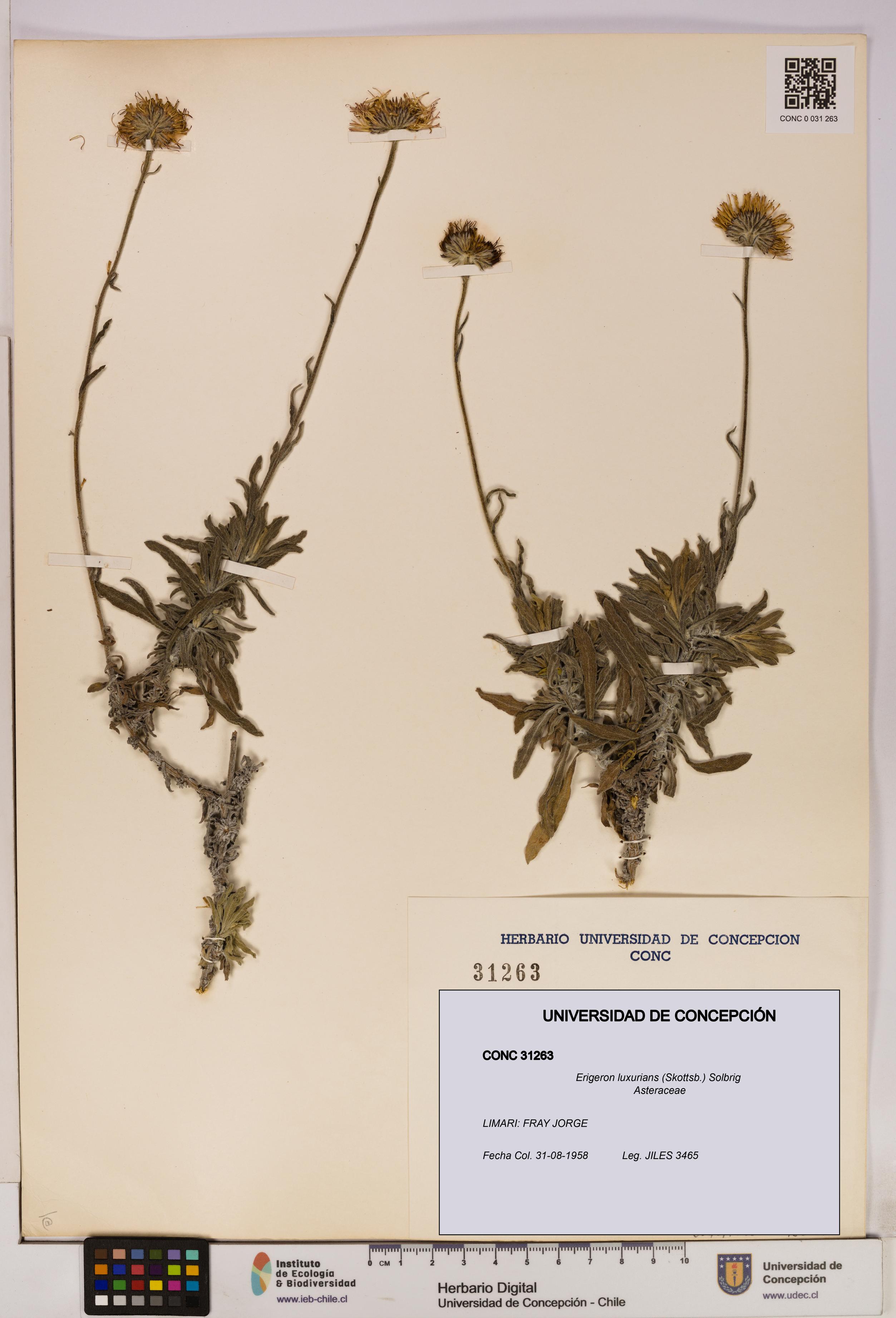 Erigeron luxurians [Espécimen: UDEC:CONC:0031263]