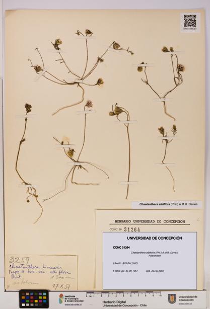 Chaetanthera albiflora [Espécimen: UDEC:CONC:0031264]