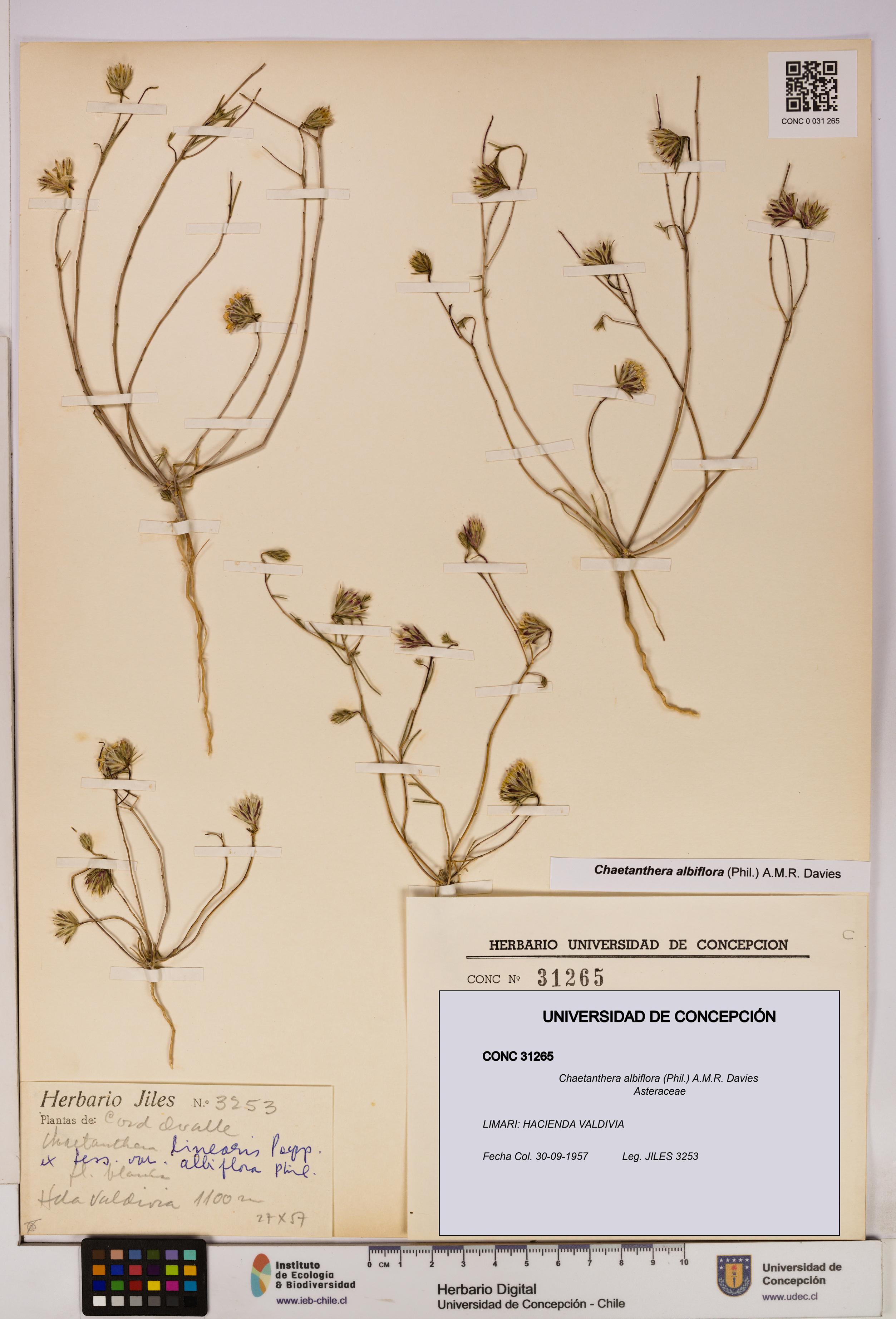 Chaetanthera albiflora [Espécimen: UDEC:CONC:0031265]