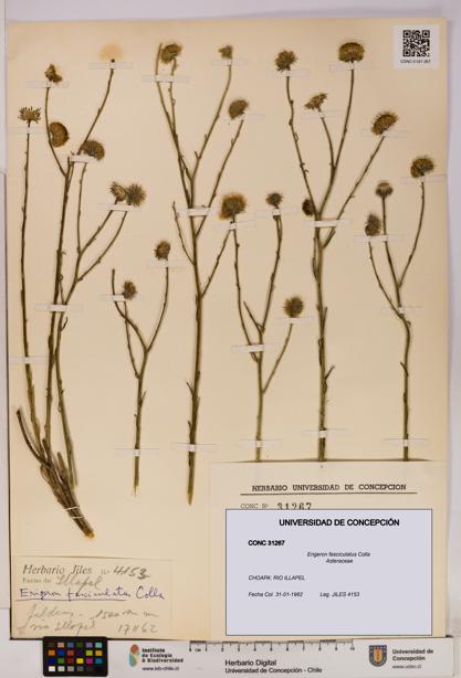 Erigeron fasciculatus [Espécimen: UDEC:CONC:0031267]