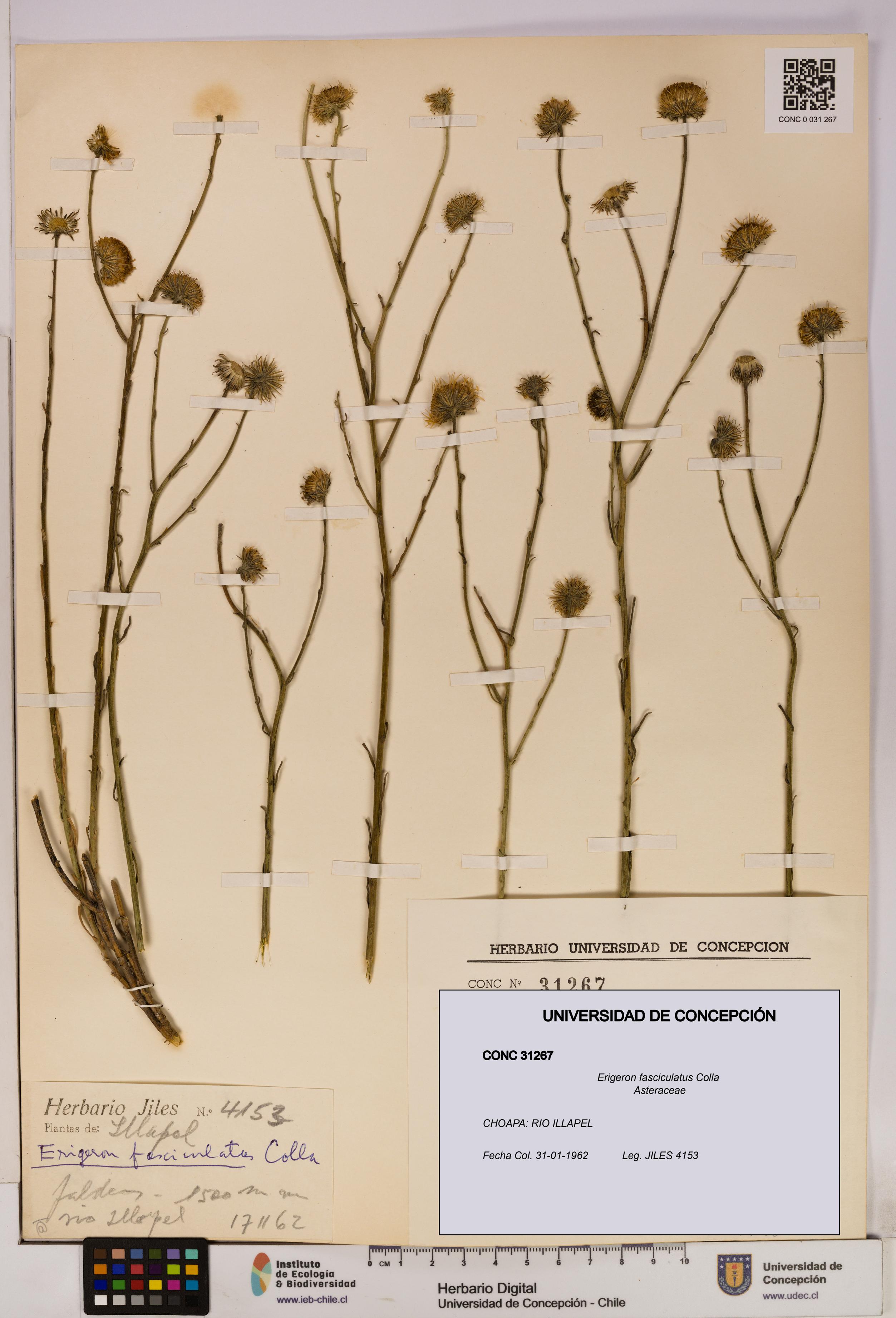 Erigeron fasciculatus [Espécimen: UDEC:CONC:0031267]