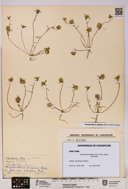 Chaetanthera albiflora [Espécimen: UDEC:CONC:0031268]