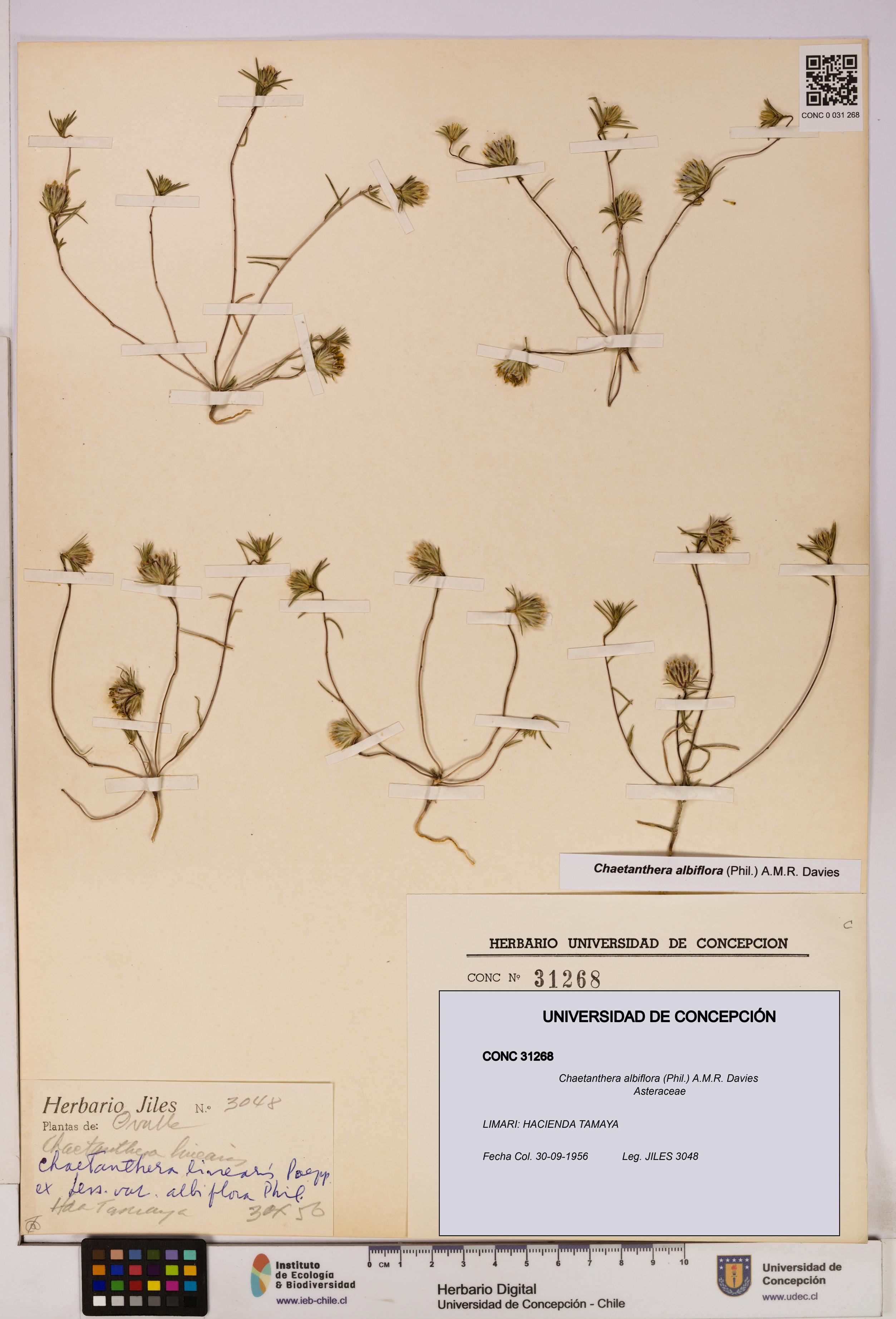Chaetanthera albiflora [Espécimen: UDEC:CONC:0031268]