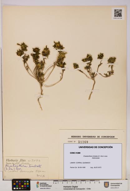 Chaetanthera limbata [Espécimen: UDEC:CONC:0031269]