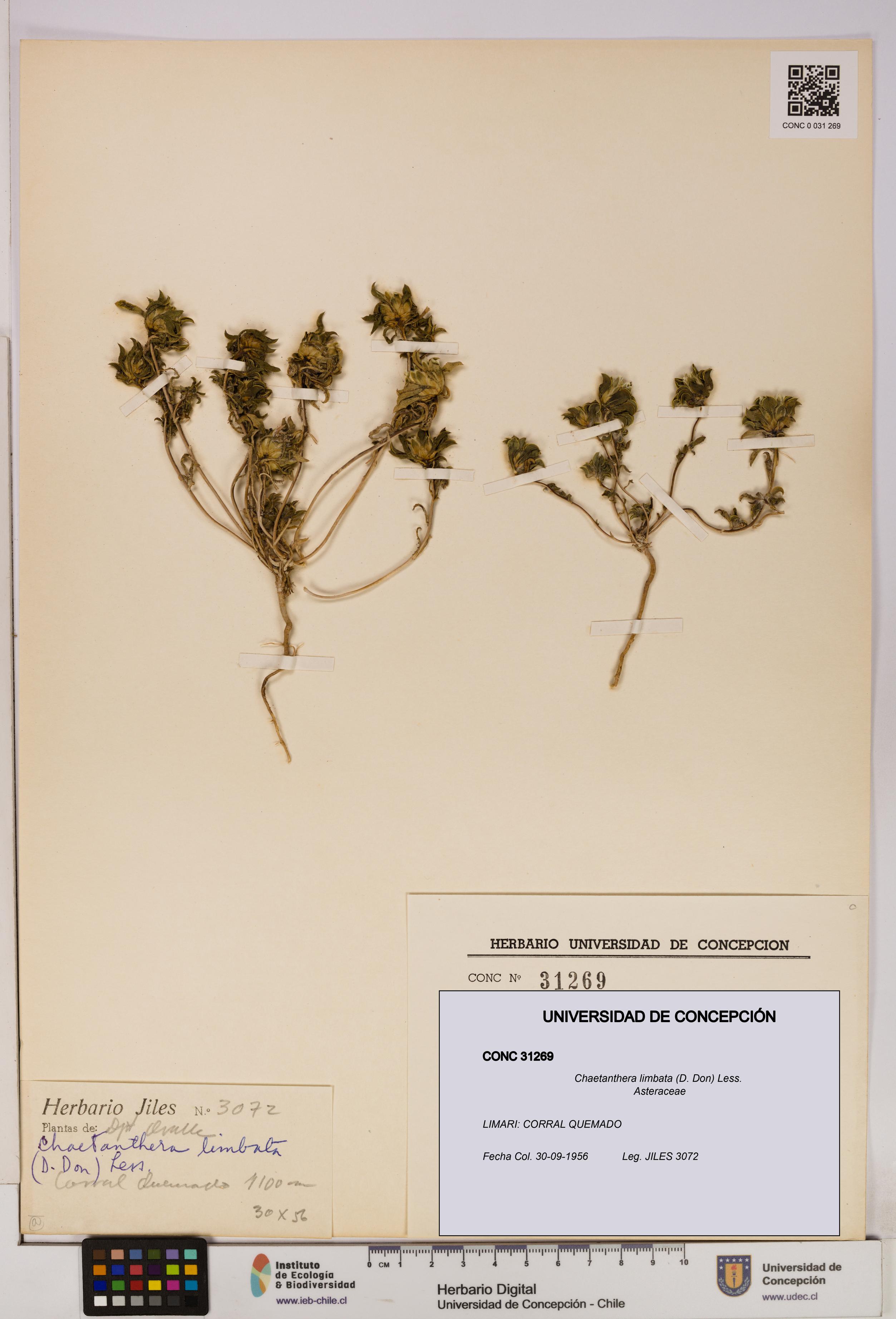 Chaetanthera limbata [Espécimen: UDEC:CONC:0031269]