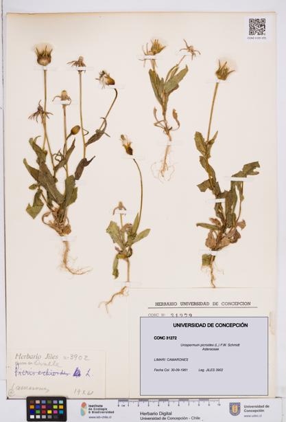 Urospermum picroides [Espécimen: ]