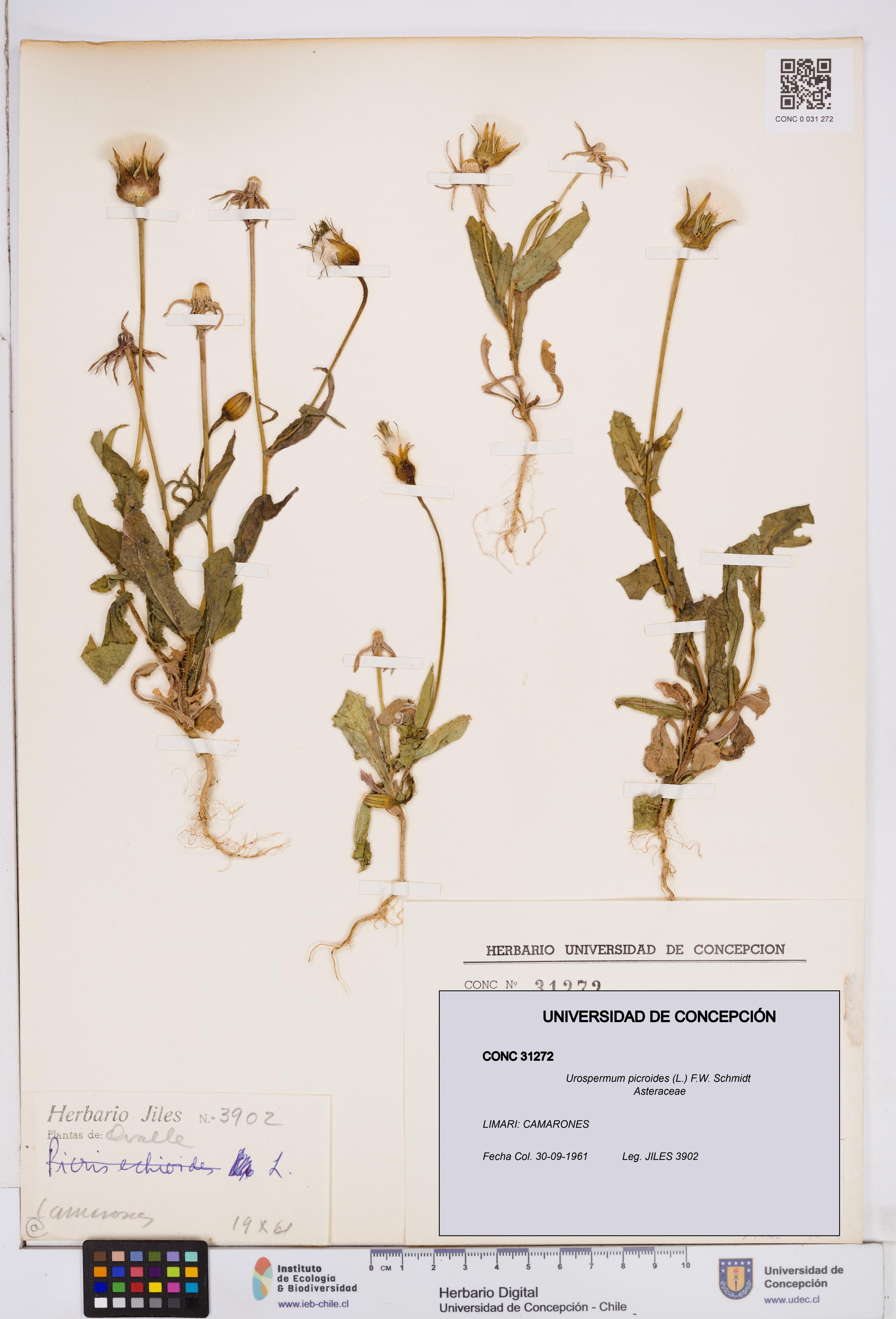Urospermum picroides [Espécimen: ]