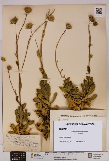 Haplopappus remyanus [Espécimen: UDEC:CONC:0031273]