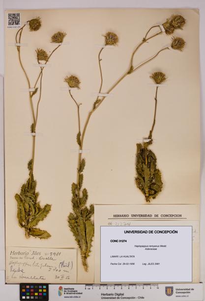 Haplopappus remyanus [Espécimen: UDEC:CONC:0031274]