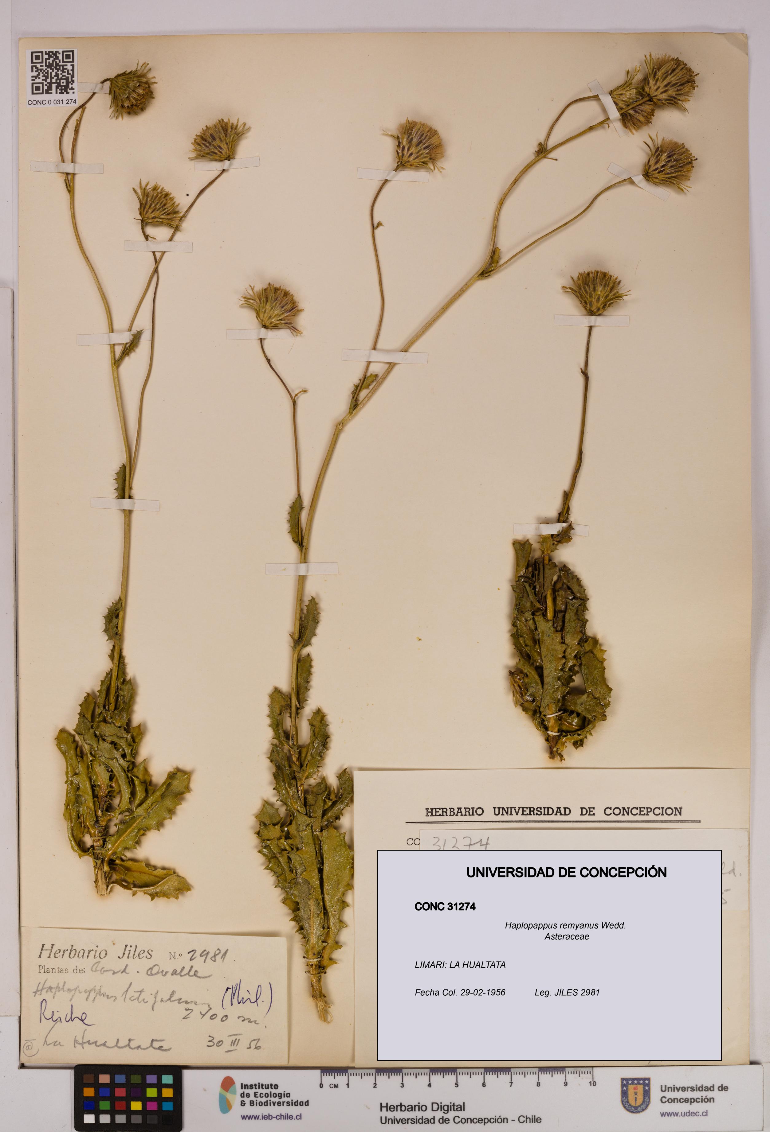 Haplopappus remyanus [Espécimen: UDEC:CONC:0031274]