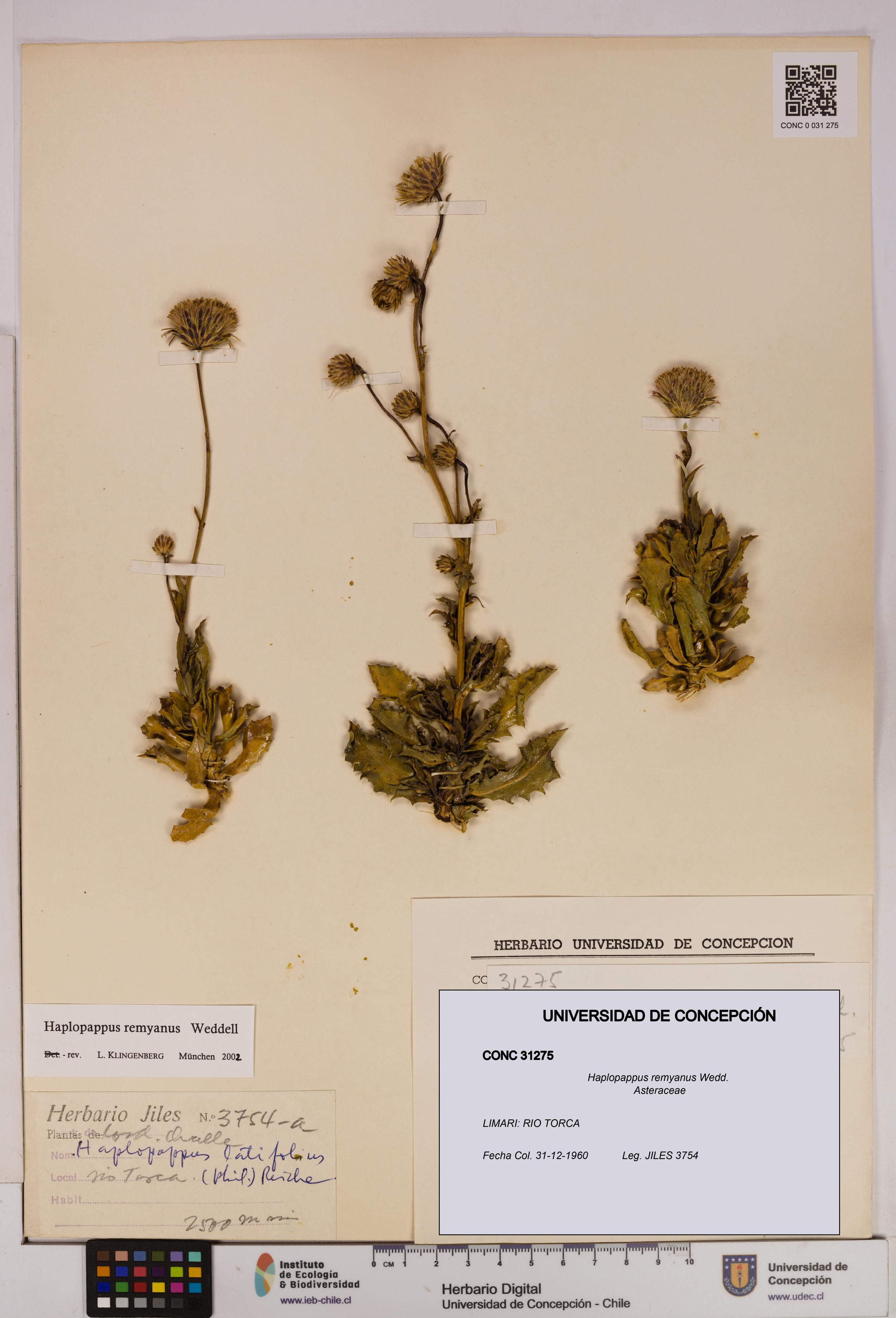 Haplopappus remyanus [Espécimen: UDEC:CONC:0031275]