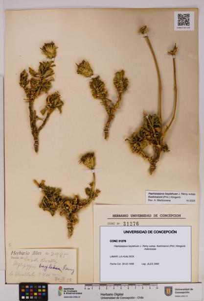 Haplopappus baylahuen subsp. fluehmannii [Espécimen: UDEC:CONC:0031276]