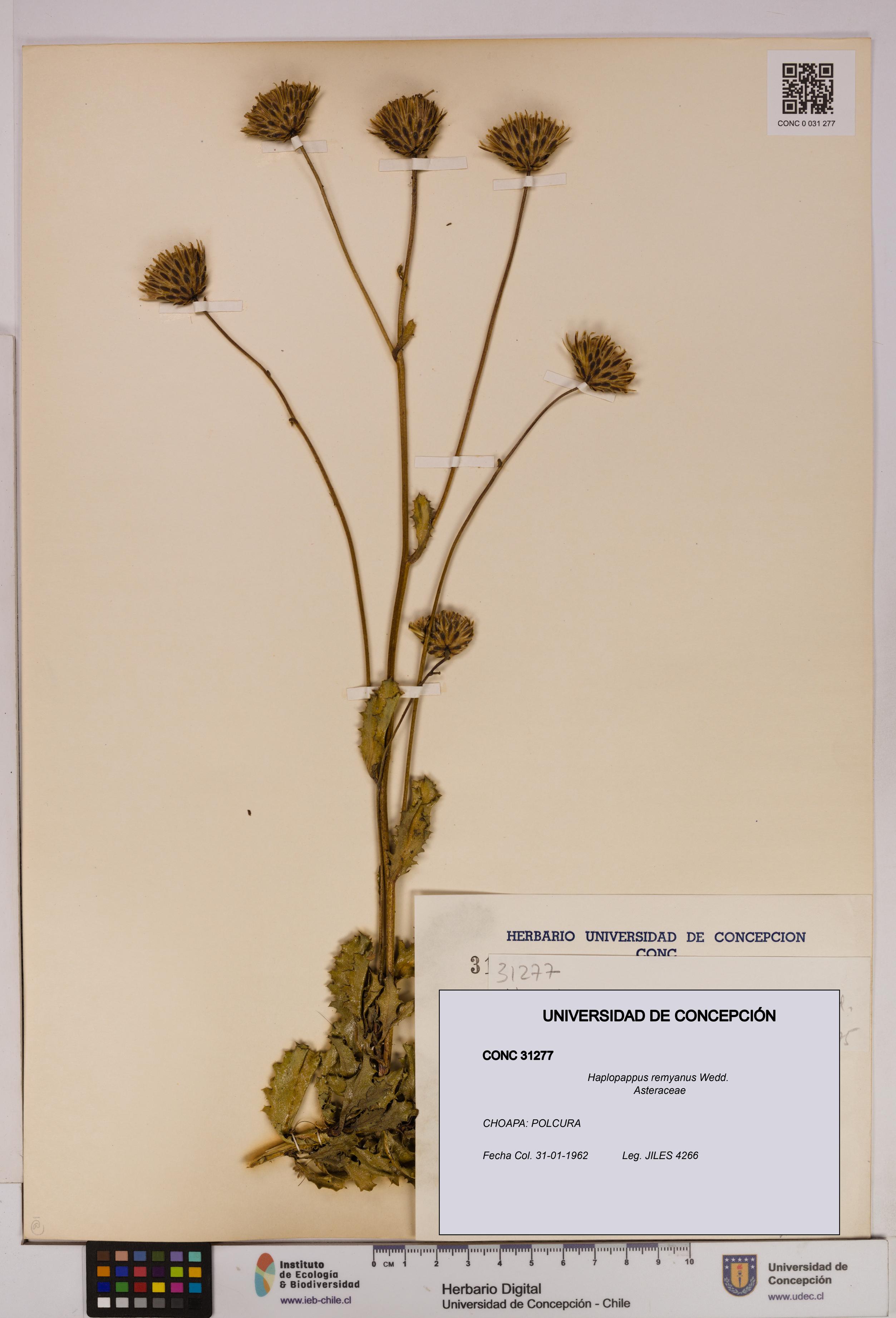 Haplopappus remyanus [Espécimen: UDEC:CONC:0031277]