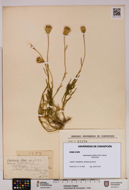 Haplopappus linifolius [Espécimen: UDEC:CONC:0031278]