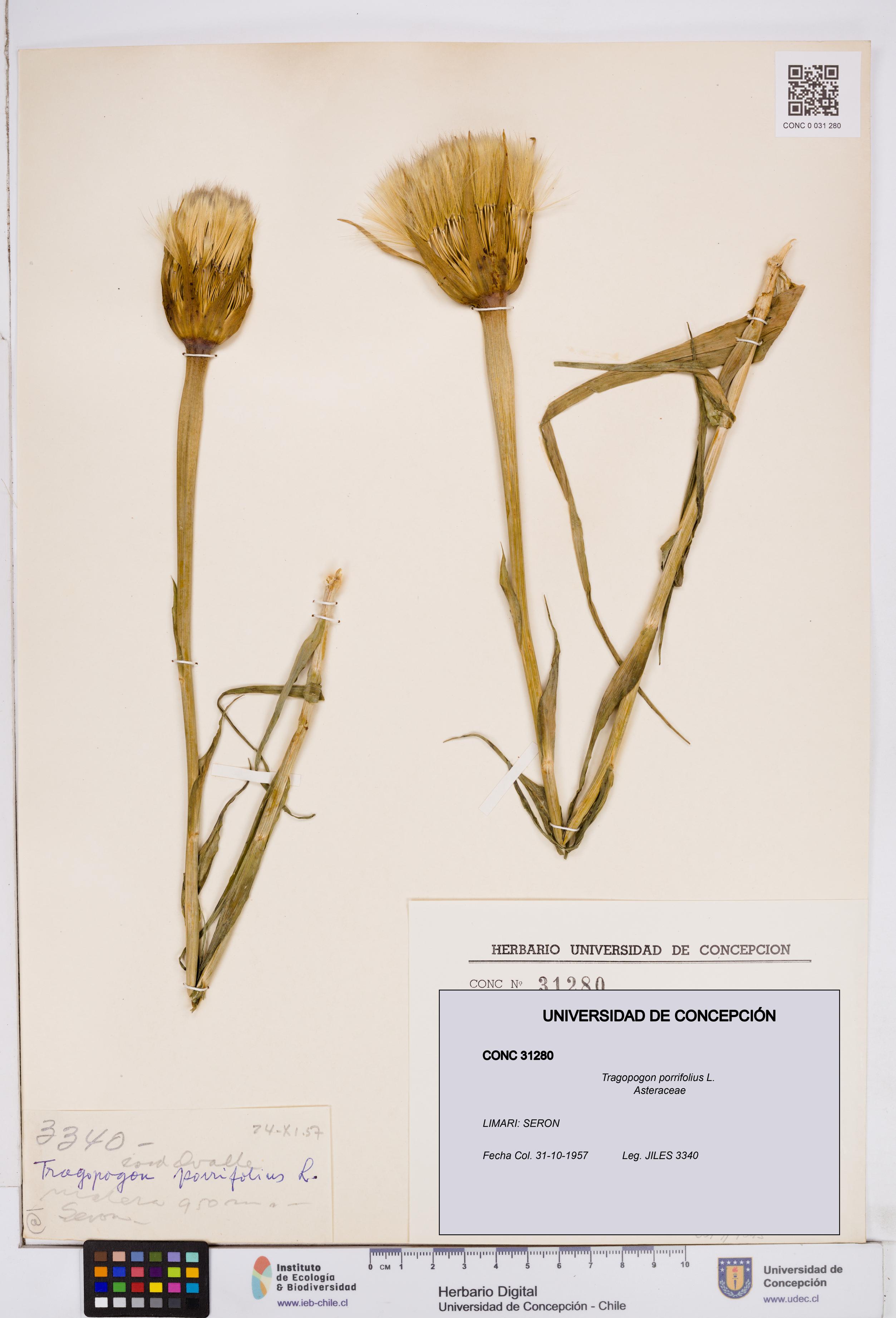 Tragopogon porrifolius [Espécimen: ]