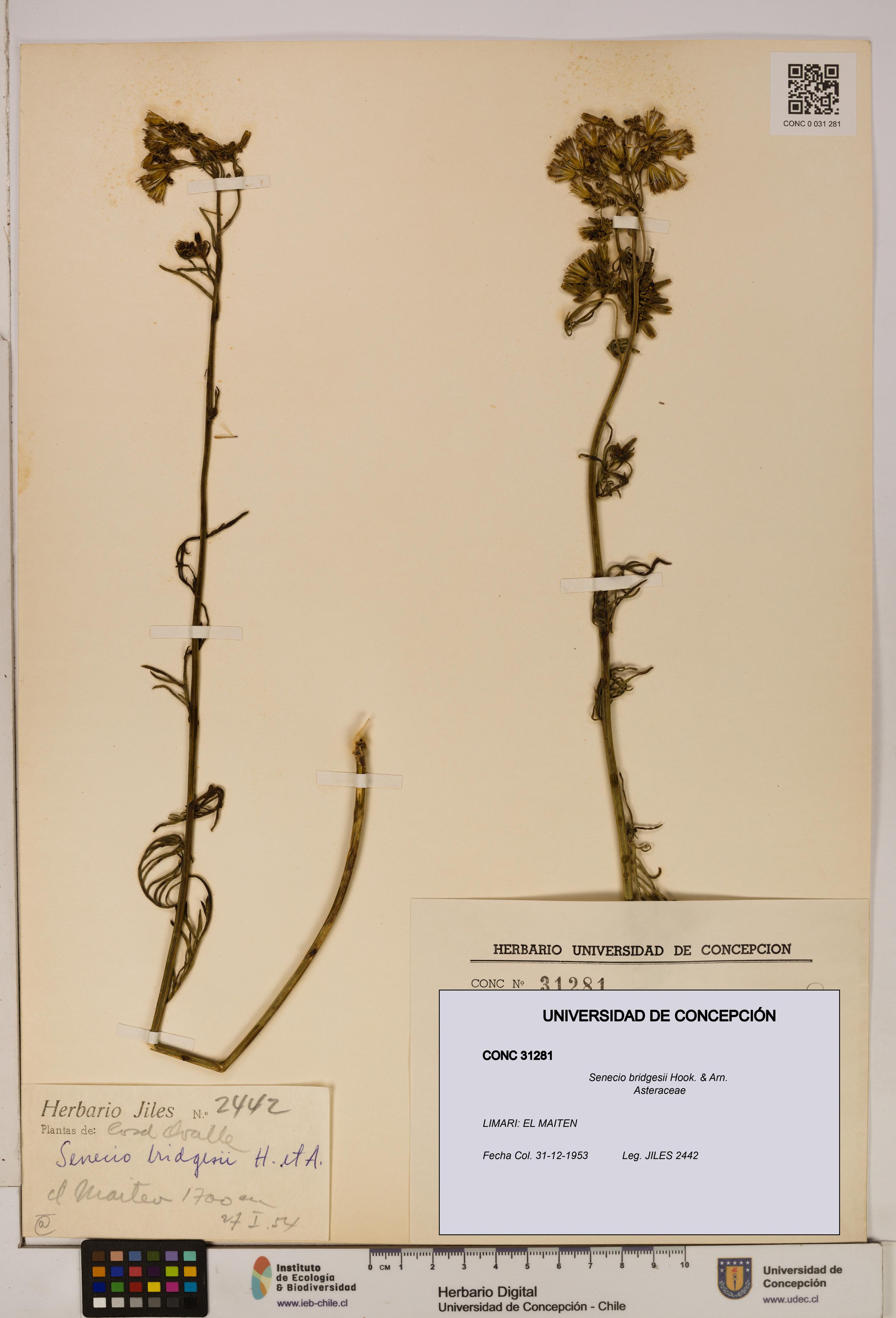 Senecio bridgesii [Espécimen: UDEC:CONC:0031281]