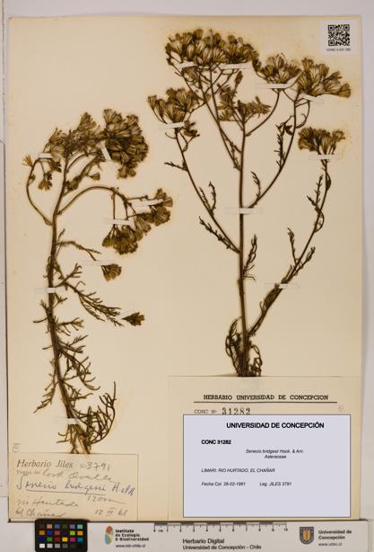 Senecio bridgesii [Espécimen: UDEC:CONC:0031282]