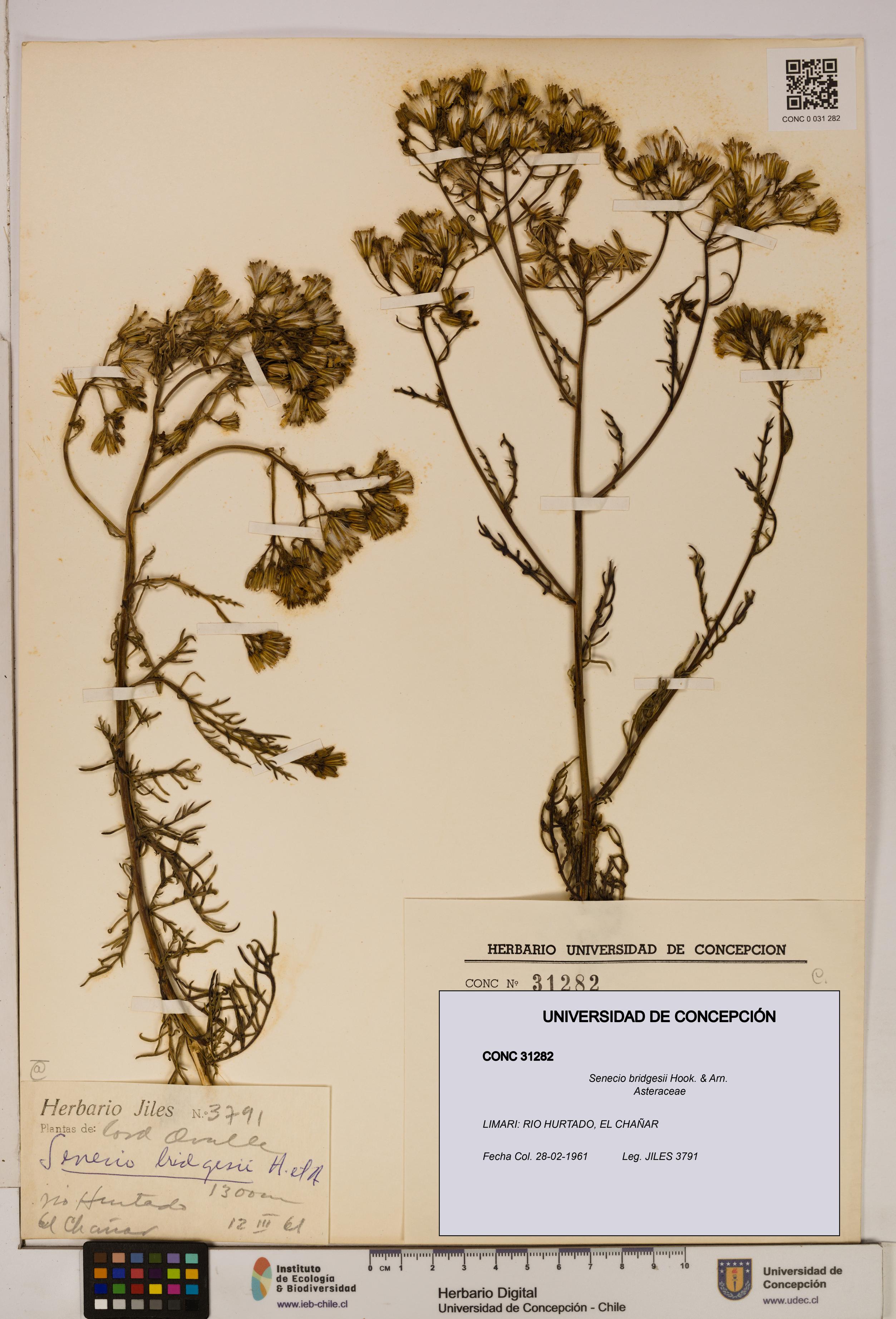 Senecio bridgesii [Espécimen: UDEC:CONC:0031282]