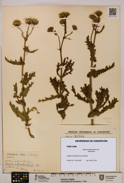 Senecio adenotrichius [Espécimen: UDEC:CONC:0031284]
