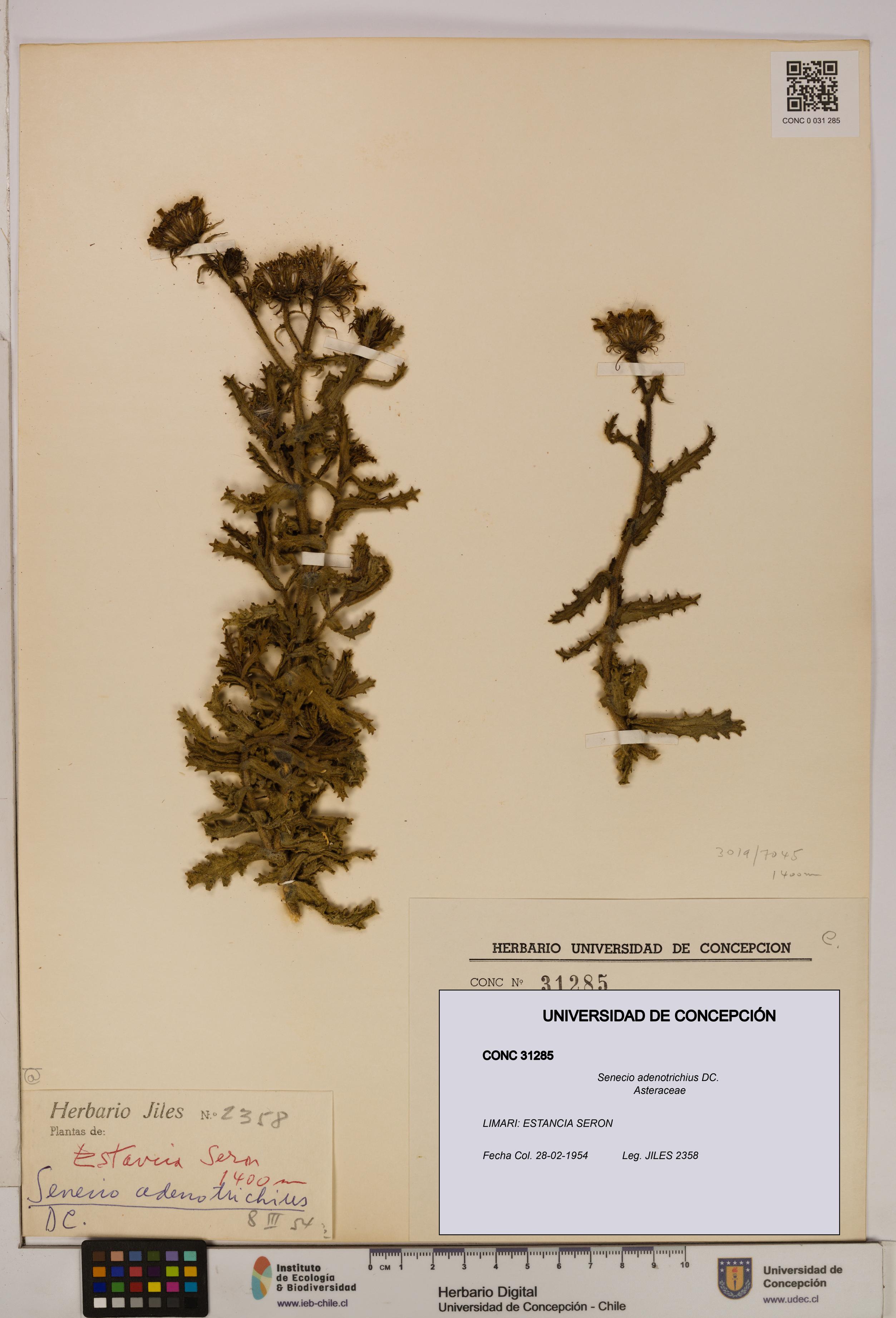 Senecio adenotrichius [Espécimen: UDEC:CONC:0031285]
