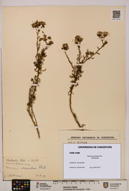 Senecio almeidae [Espécimen: UDEC:CONC:0031286]