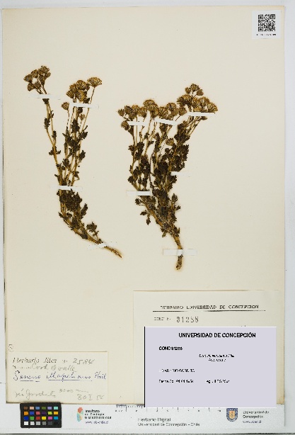 Senecio illapelinus [Espécimen: UDEC:CONC:0031288]