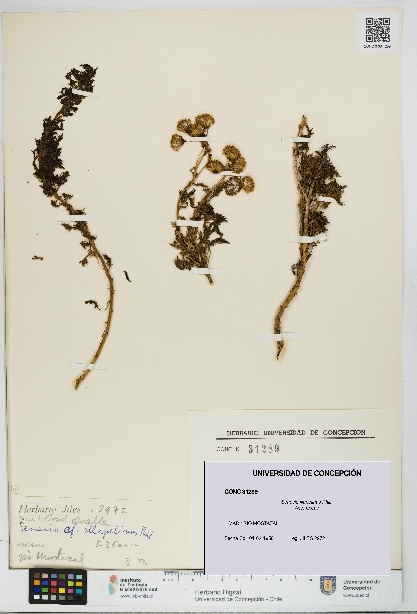 Senecio illapelinus [Espécimen: UDEC:CONC:0031289]