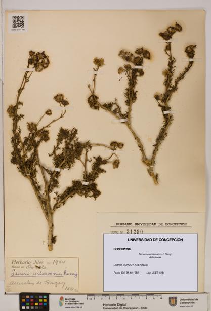 Senecio cerberoanus [Espécimen: UDEC:CONC:0031290]
