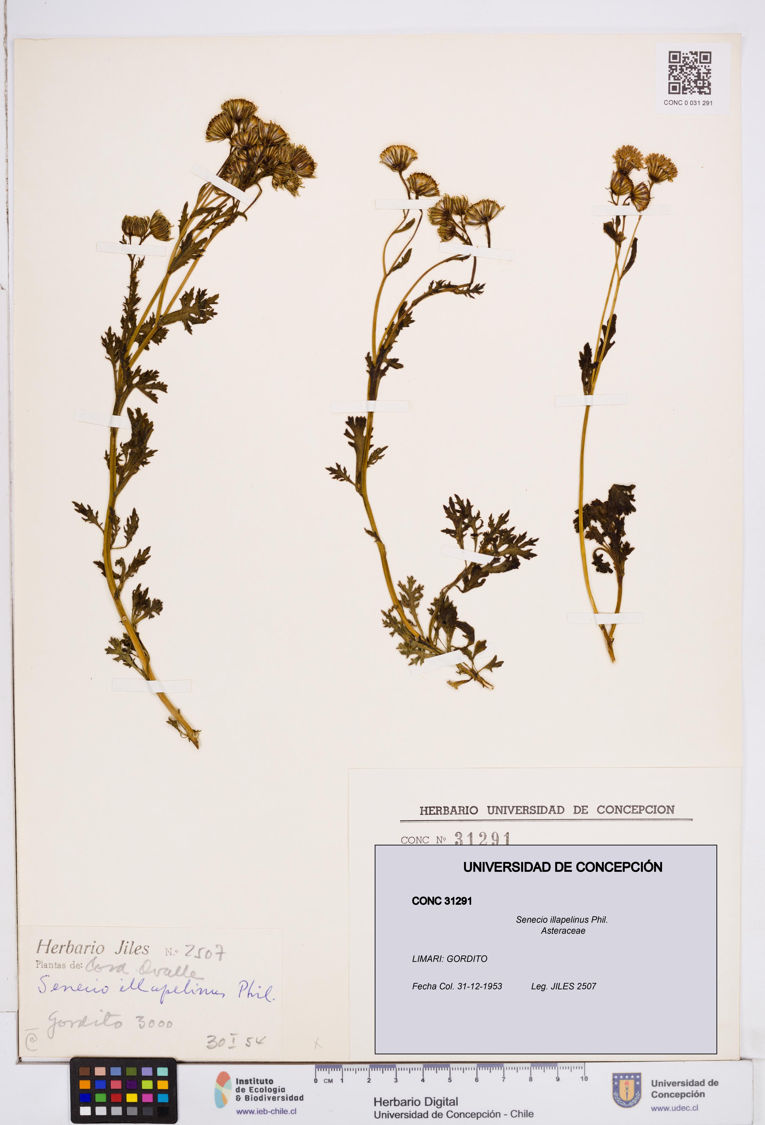 Senecio illapelinus [Espécimen: ]