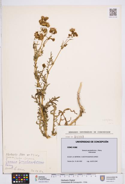 Senecio jacobeiformis [Espécimen: ]