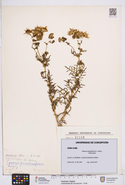 Senecio jacobeiformis [Espécimen: ]