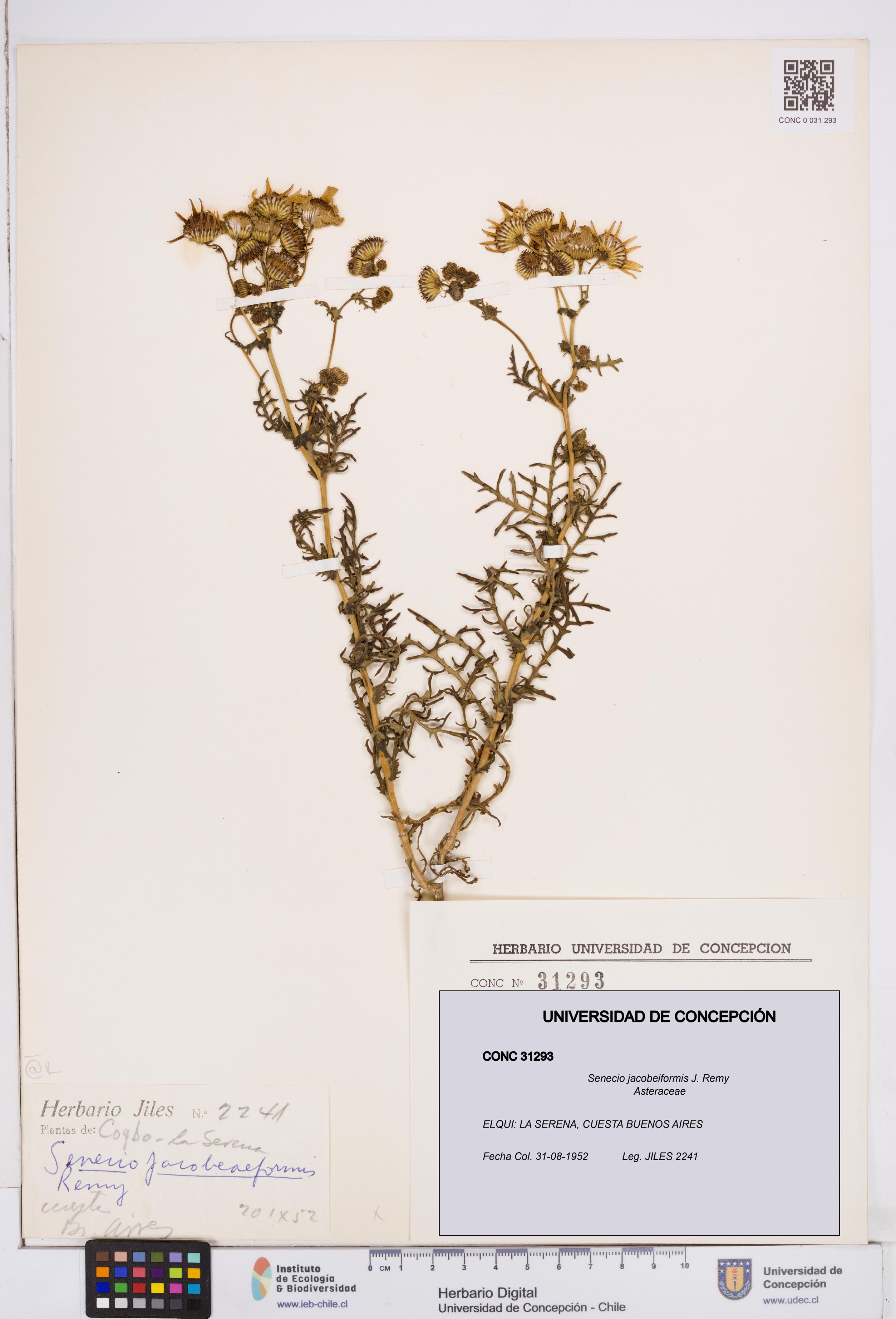 Senecio jacobeiformis [Espécimen: ]