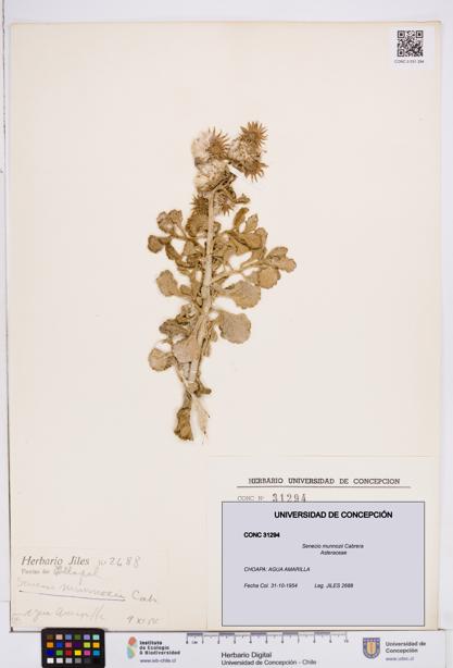 Senecio munnozii [Espécimen: ]