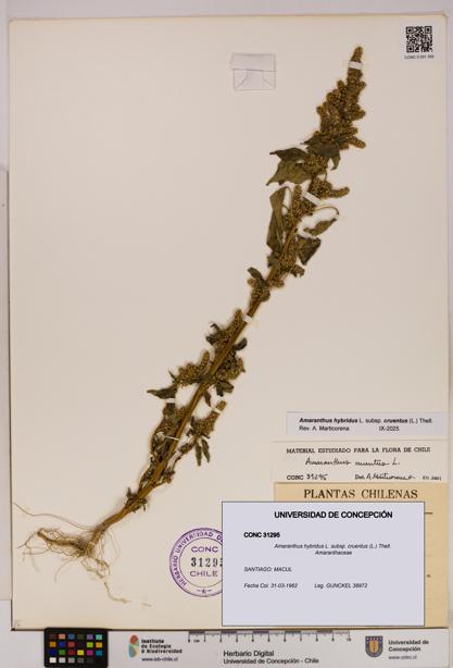 Amaranthus hybridus [Espécimen: UDEC:CONC:0031295]
