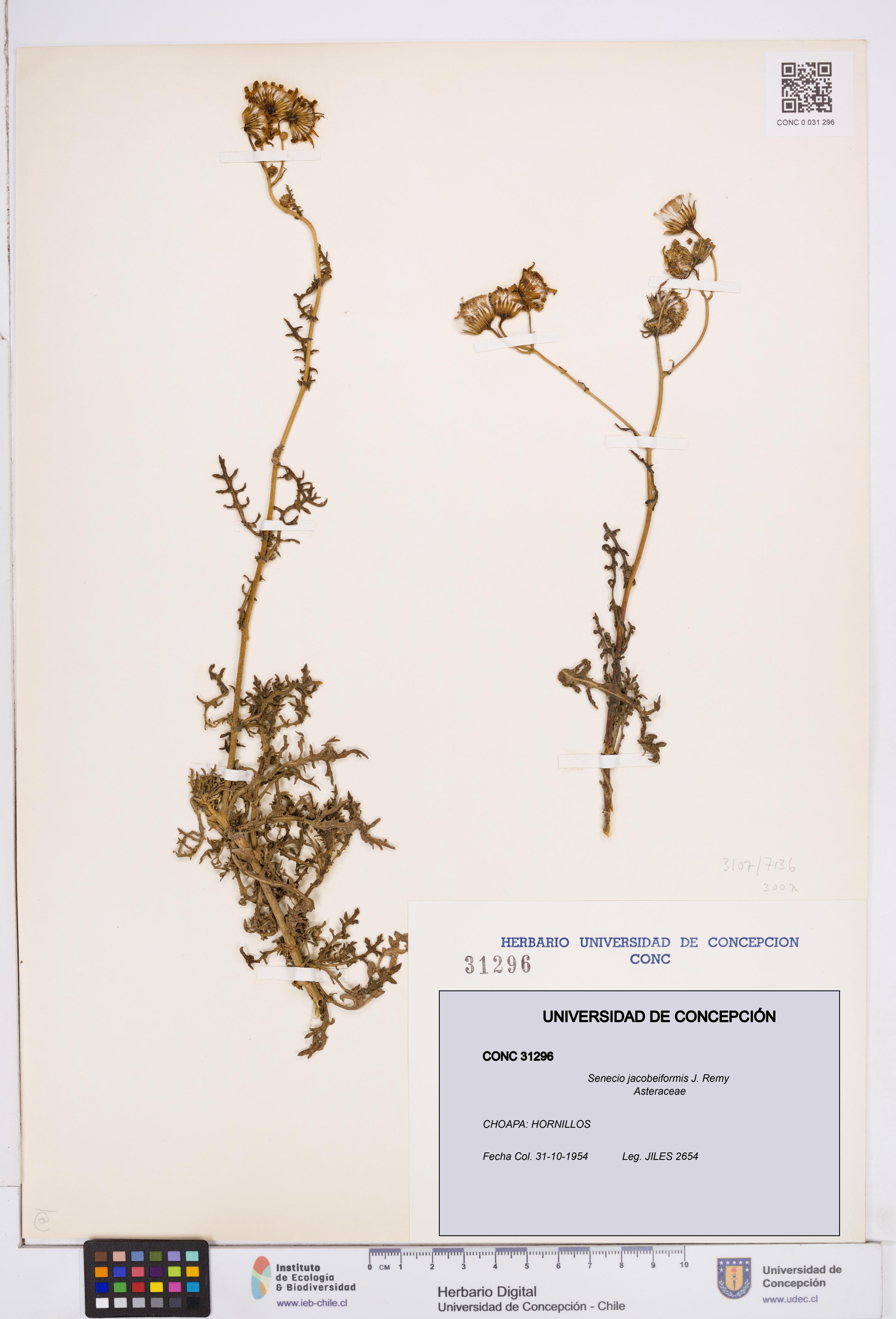 Senecio jacobeiformis [Espécimen: ]