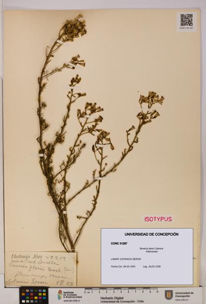 Senecio jilesii [Espécimen: UDEC:CONC:0031297]