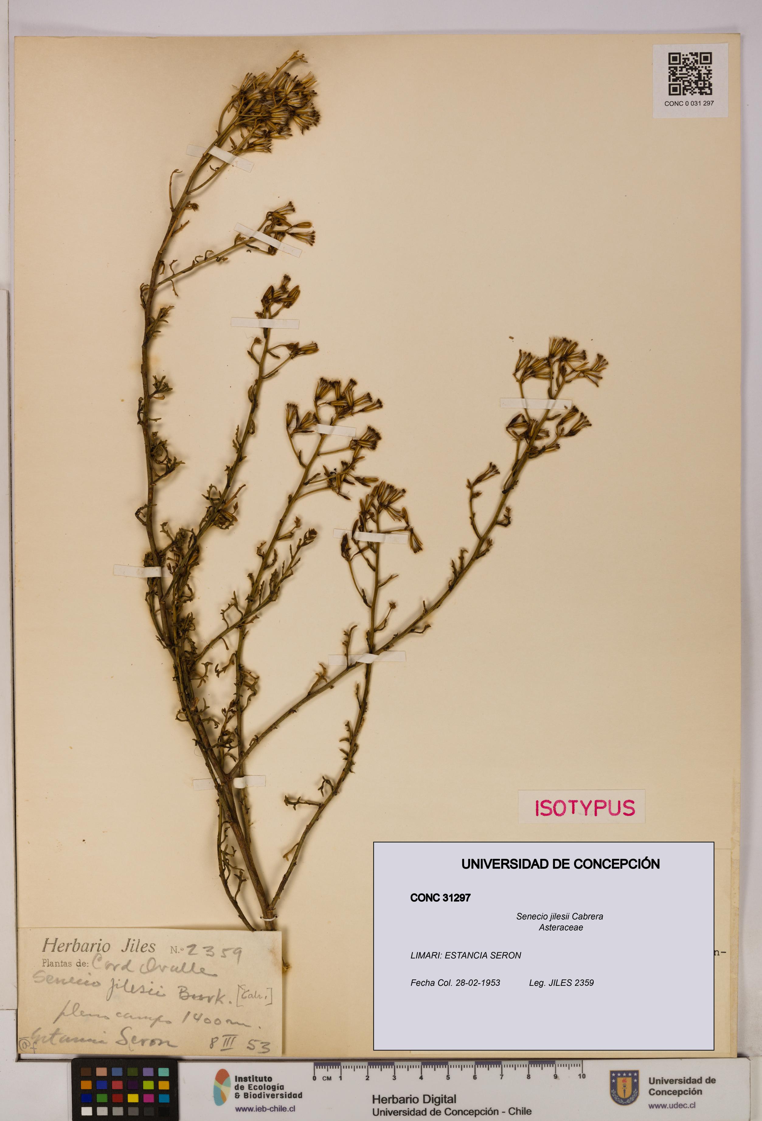 Senecio jilesii [Espécimen: UDEC:CONC:0031297]