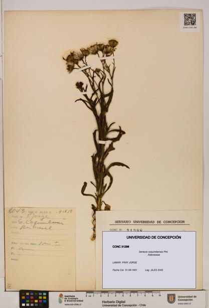 Senecio coquimbensis [Espécimen: UDEC:CONC:0031298]